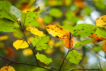 beech tree leaves in autumn