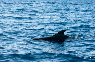 The back and fin of a Grinda whale against a beautiful seascape. A fin sticking out of the water.
