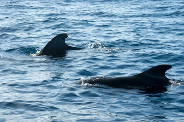 The backs and fins of a Grinda whales against a beautiful seascape. The fins are sticking out of the water.