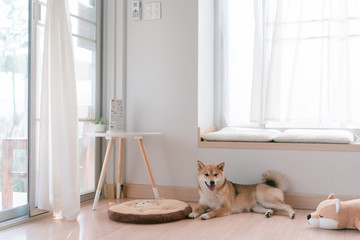 Plakat Shiba inu, dog at home