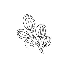 Line drawn spring flower bud on white isolated background. Single object.