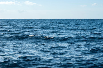 The back and fin of a Grinda whale against a beautiful seascape. A fin sticking out of the water.