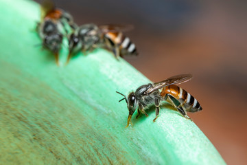 Image of bee hem or dwarf bee(Apis florea) suctioning water on the edge of the sink on a natural background. Insect. Animal.