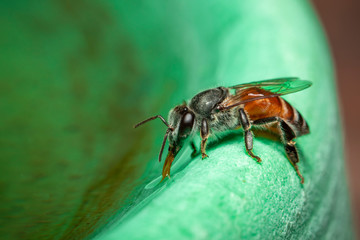Image of bee hem or dwarf bee(Apis florea) suctioning water on the edge of the sink on a natural background. Insect. Animal.