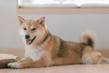 Shiba inu, dog at home