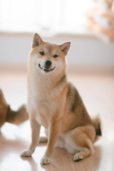 Shiba inu, dog at home