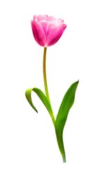 one pink tulip isolated on white background