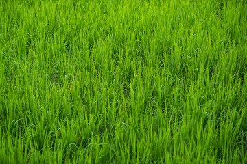Green rice field at sunrise