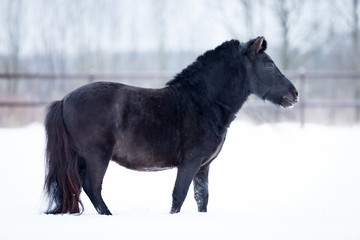 Fototapeta na wymiar Black pony in manege at winter day