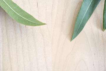 tropical mango leaf on the wooden background.