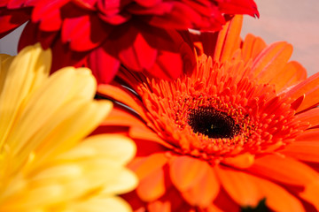 background from a bouquet of gerbera flowers