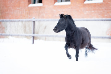 Black pony in manege at winter day