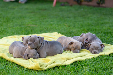 American bulli puppies fall asleep on a grass rug in a park.