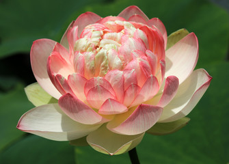 Beautiful lotus flower - Nelumbo with lots of white and pink petals infront of green leaves in the...
