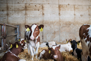 Calves cows on a diary farm, agriculture industry. © Halfpoint
