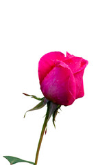 Pink roses with water droplets on a white patterned background