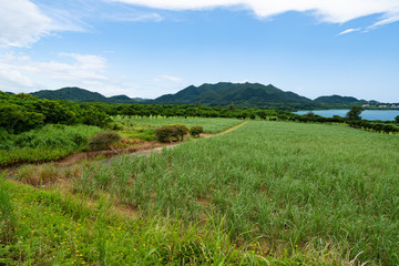 Fototapeta premium ISHIGAKI ISLAND