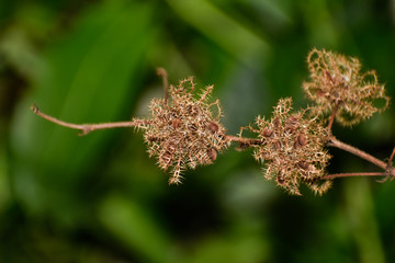 thistle on green background