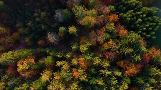 flight over european forest vertical view from above in autumn