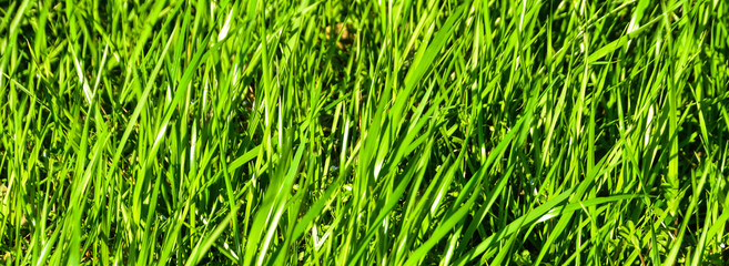 green grass background