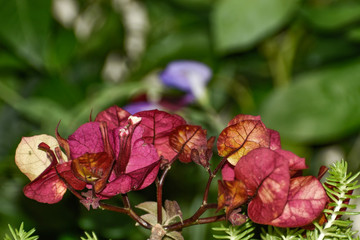 flower in the garden