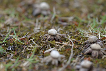 A colony of Astraeus Hygrometricus (mushroom)
