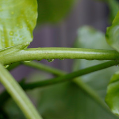  drops of water on the stem of a plant after the rain shower