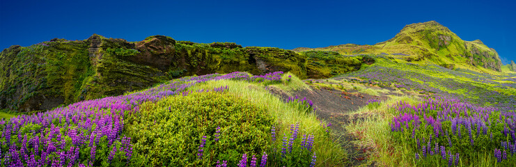 Obraz premium Panoramic view over rough and colorful landscape in Iceland with lupin meadow field