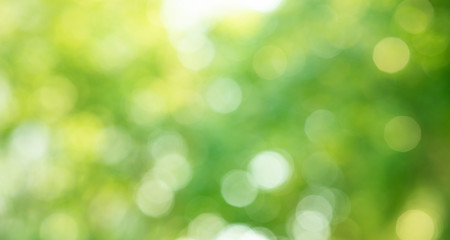 Fototapeta premium Niewyraźne bokeh z drzewa w ogrodzie w tle rano, sezon wiosenno-letni lub koncepcja zielony