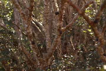 jabuticaba tree seen from below