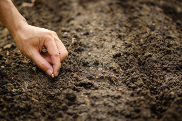 hand planting SOYBEAN seed of marrow in the vegetable garden.plant seed in soil