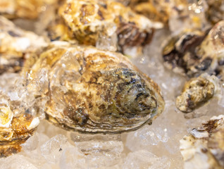 Sea oysters on the counter in a cafe.