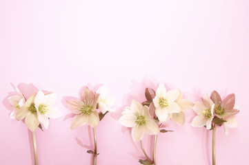 Seamless floral border with Hellebore flowers (Christmas rose) isolated. horizontal pattern on pink background. Beautiful greeting card. Holidays Easter concept. Copy space, top view