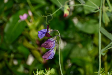 butterfly on flower