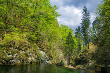 Fototapeta na wymiar Vintgar gorge, beauty of nature, with river Radovna flowing through it, Triglav National park, Slovenia