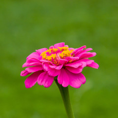 Pink flower close-up on a green backgroun