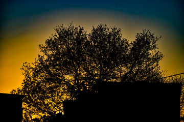 tree at sunset