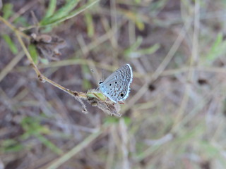 butterfly on leaf
