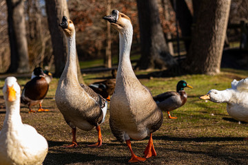 paif of chinese geese