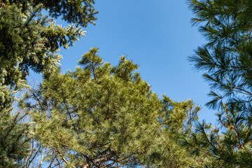 Obraz premium Brown cones on long branches Pitsunda pine Pinus against blue sky. Evergreen landscaped garden. Nature concept for design.