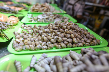 Seashells with a large and long body.