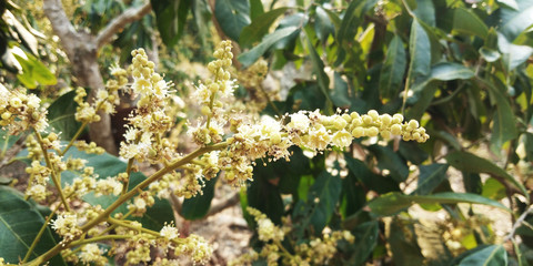 Longan flowers,Longan garden, Garden in Thailand