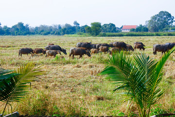 Fototapeta na wymiar rice paddy after harvest and there are group of buffaloes walking, eating grasses
