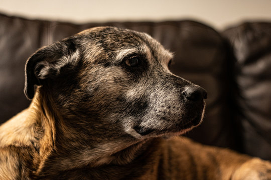 Portrait Of A Dog Looking Away From Camera