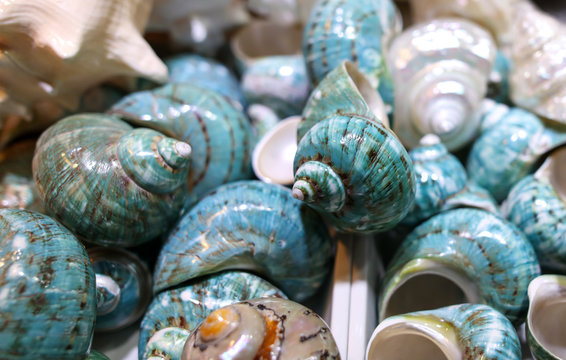 Blue sea shells on a counter
