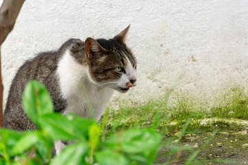 gato rajado e branco