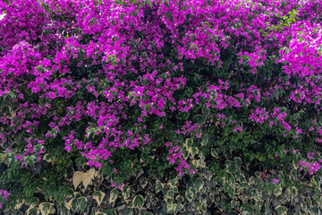 beautiful colorfulr purple flowers on the wall