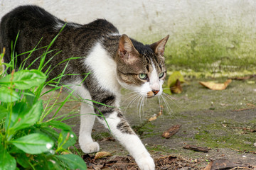 gato rajado e branco caminhando na calçada