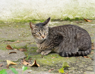 gato rajado na calçada