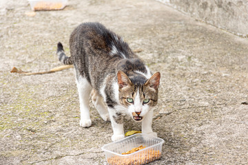 gato rajado comendo ração na calçada